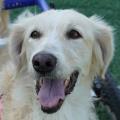 Foto di un cane che si chiama MOIRA