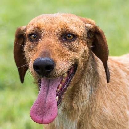 Foto di un cane che si chiama JOY