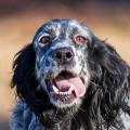 Foto di un cane che si chiama ALURA