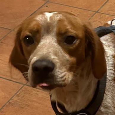Foto di un cane che si chiama PAUL