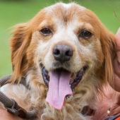 Foto di un cane che si chiama KERY