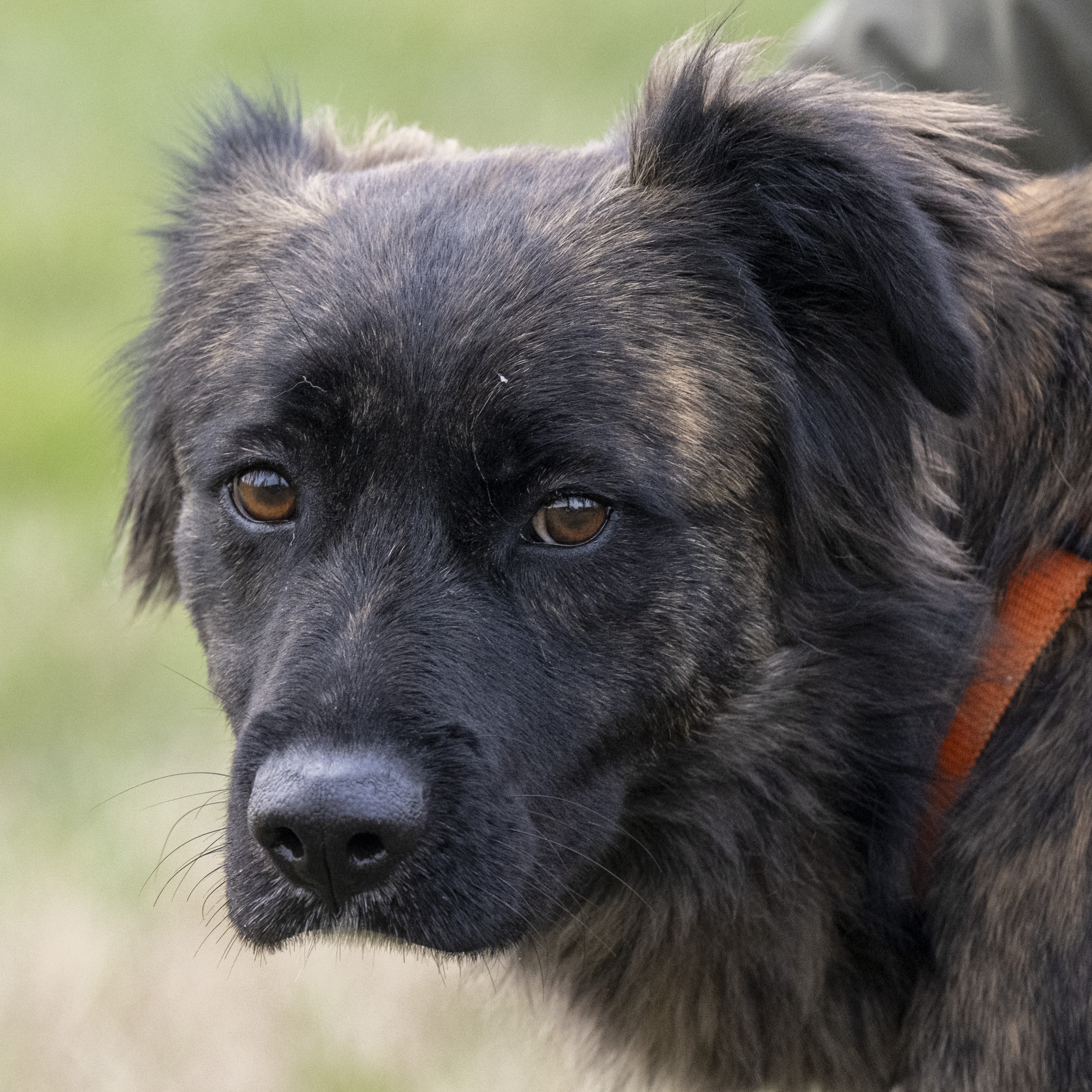 Foto di un cane che si chiama MIA