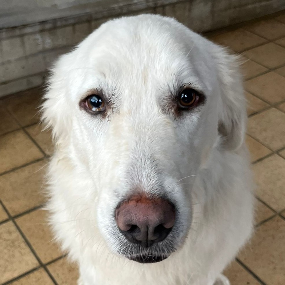 Foto di un cane che si chiama ZOE