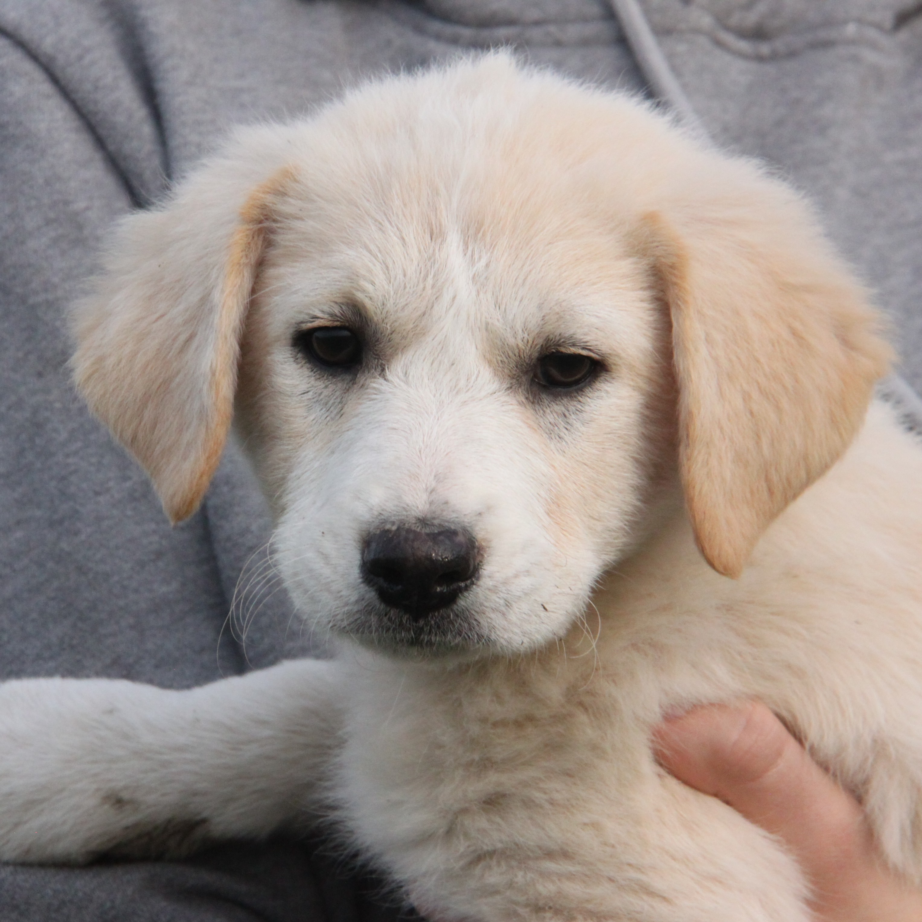 Foto di un cane che si chiama BIANCA