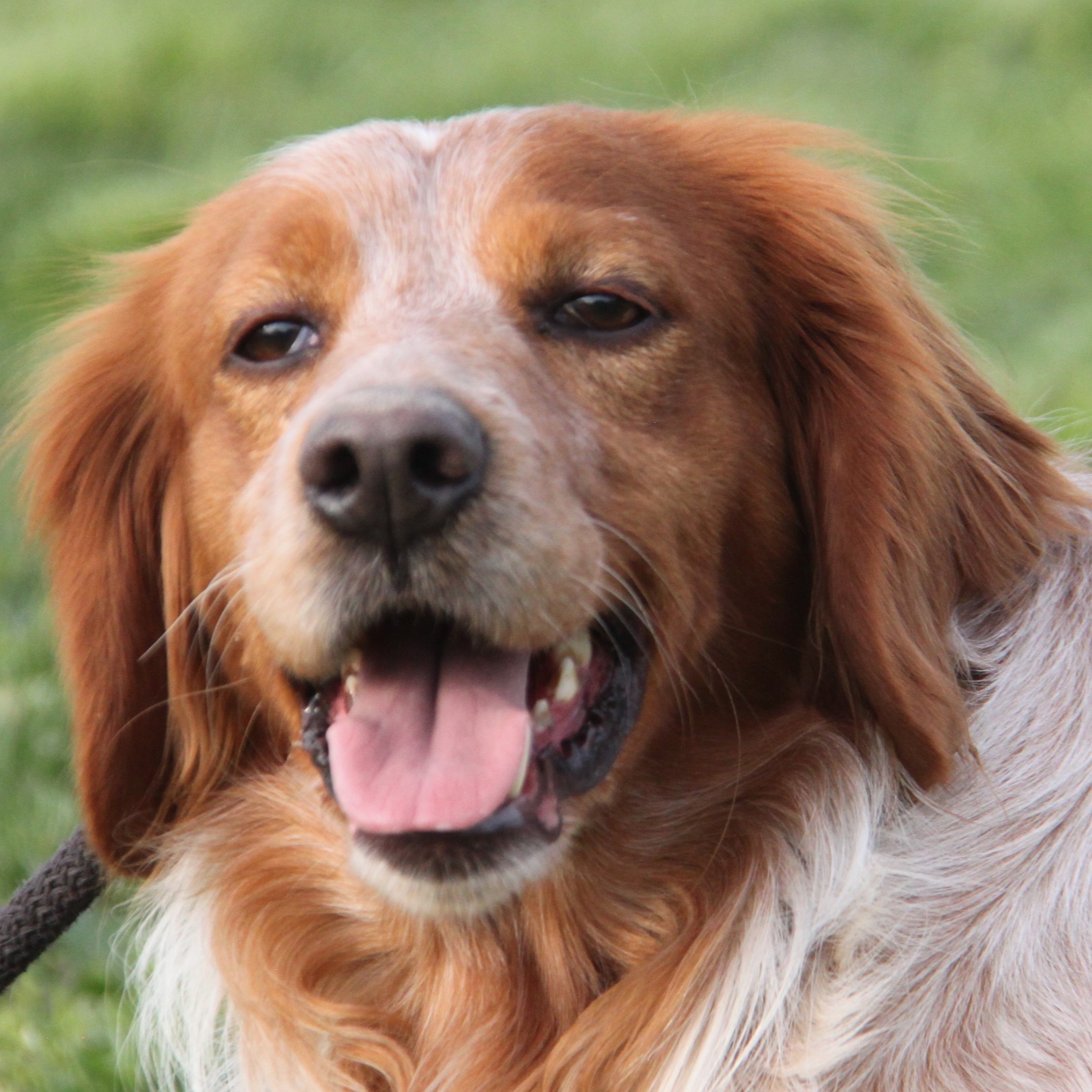 Foto di un cane che si chiama BRANDON