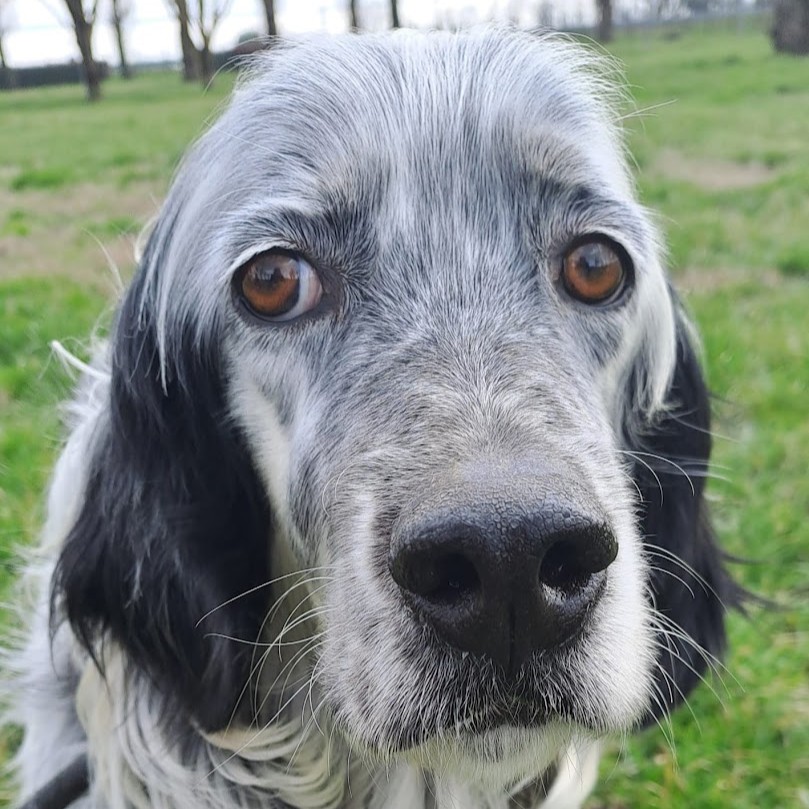 Foto di un cane che si chiama ERIC
