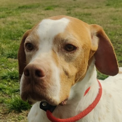 Foto di un cane che si chiama GEMMA