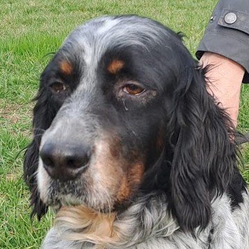 Foto di un cane che si chiama MISTER