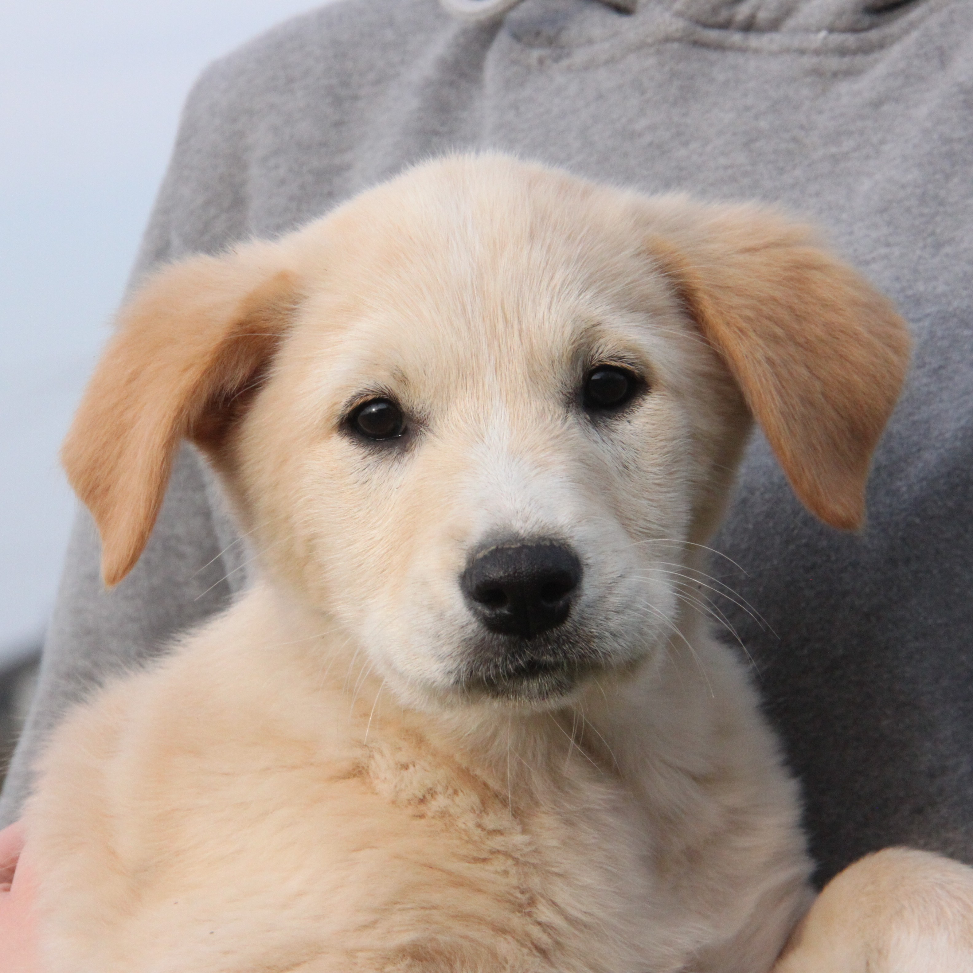 Foto di un cane che si chiama VIOLA