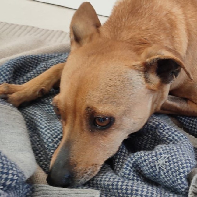 Foto di un cane che si chiama DESY