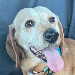 Foto di un cane che si chiama OTTAVIA