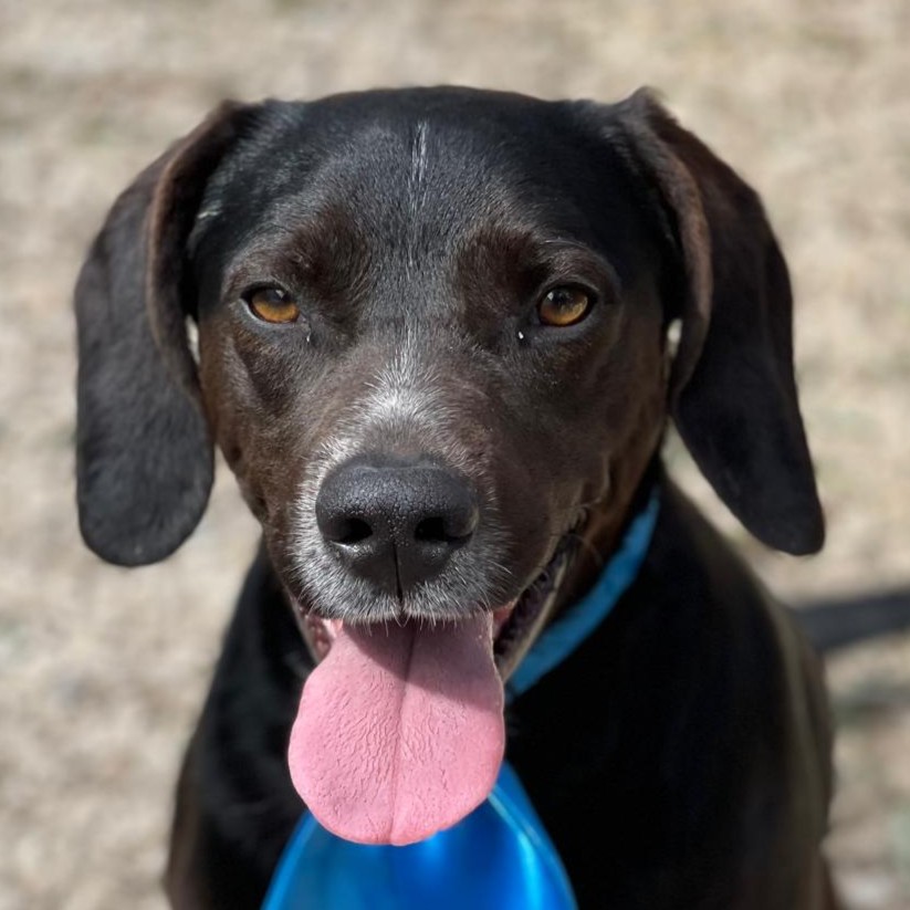Foto di un cane che si chiama ZORRO