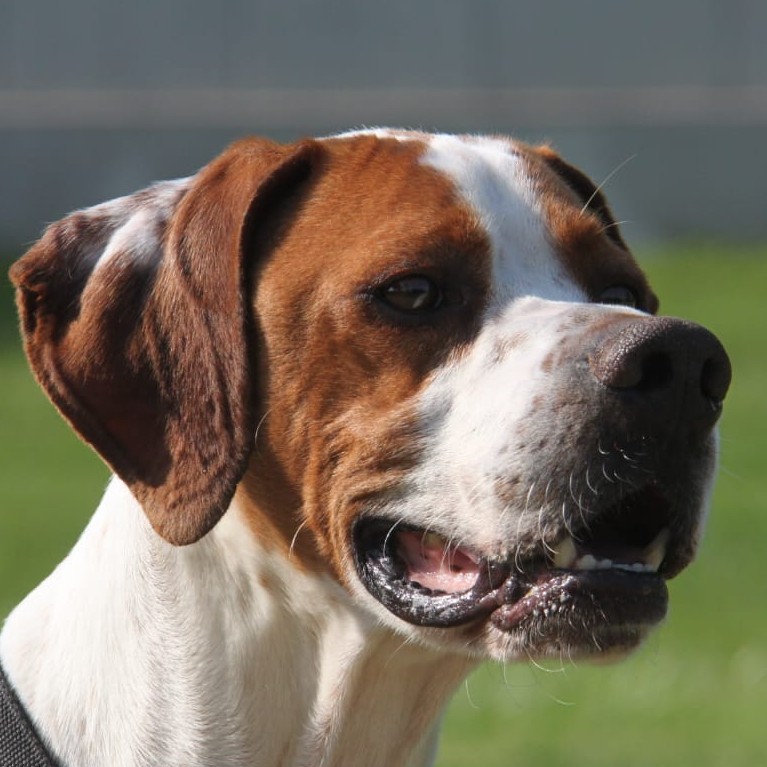 Foto di un cane che si chiama SMOCI