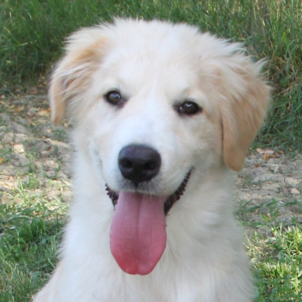Foto di un cane che si chiama ARIEL