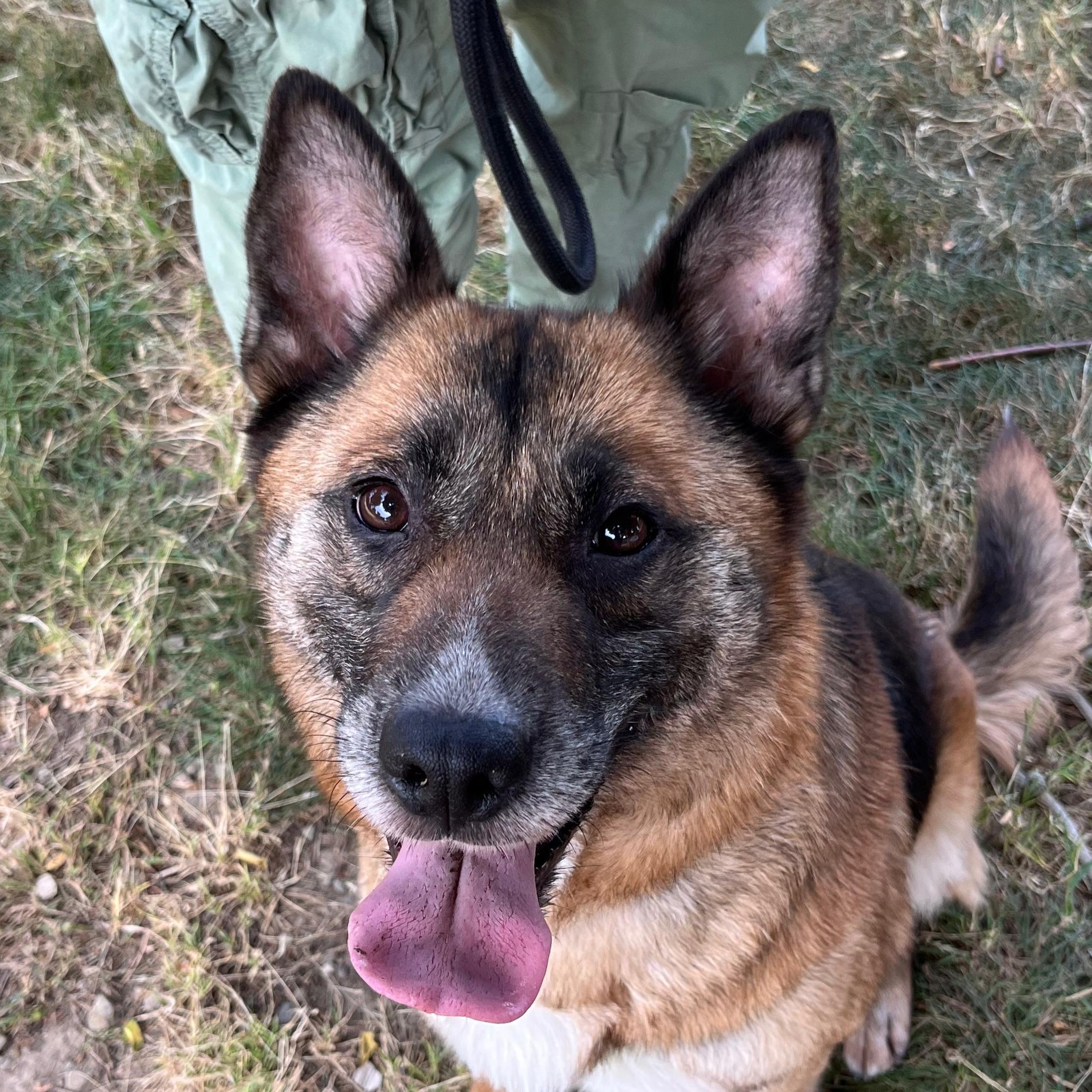 Foto di un cane che si chiama BAGHERA