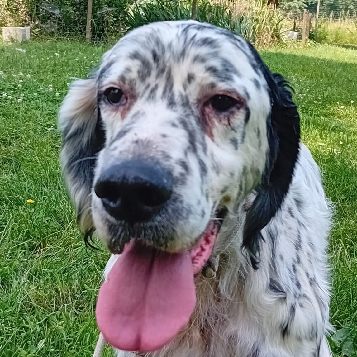 Foto di un cane che si chiama BOLERO