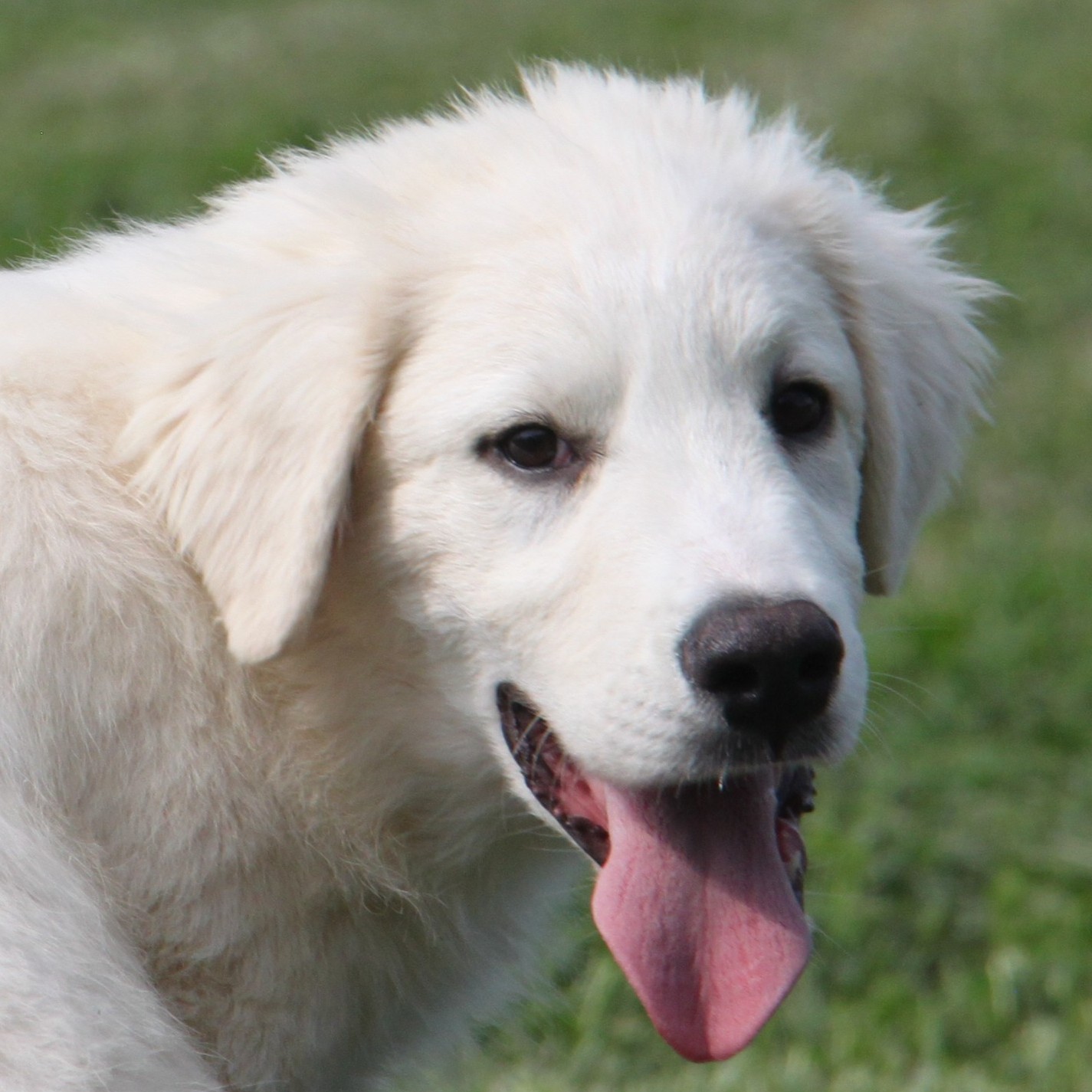 Foto di un cane che si chiama OLAF