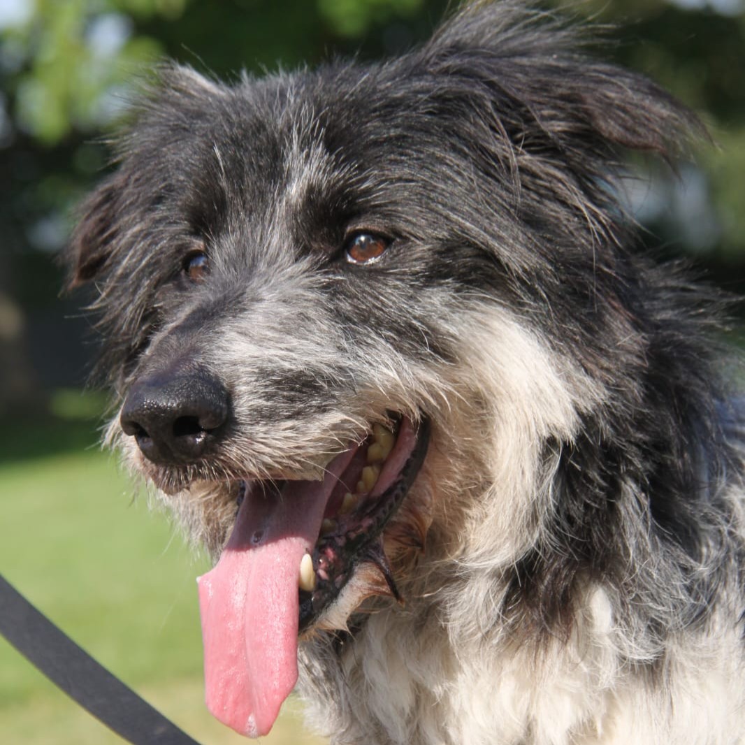 Foto di un cane che si chiama ZIGGY