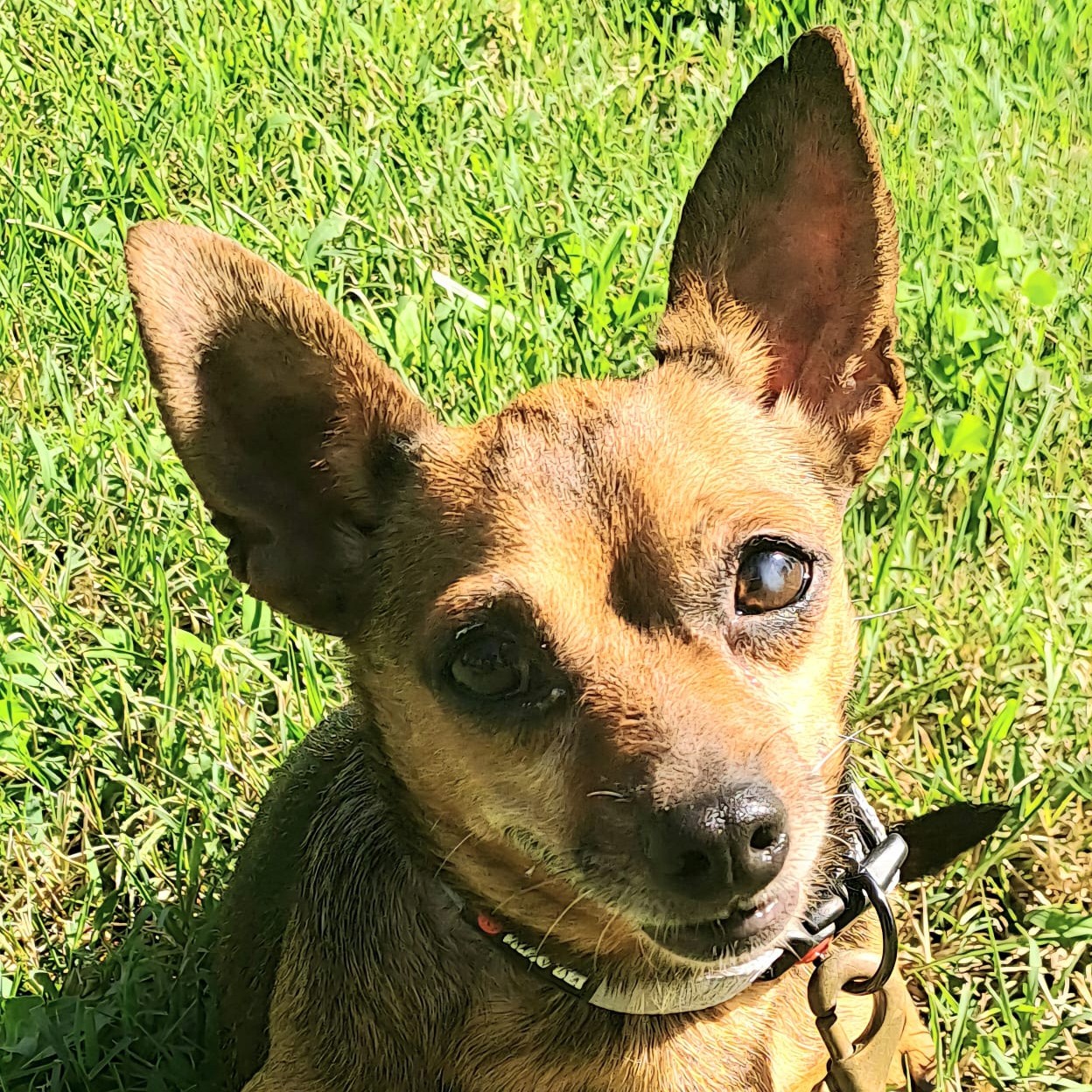 Foto di un cane che si chiama GIOELE