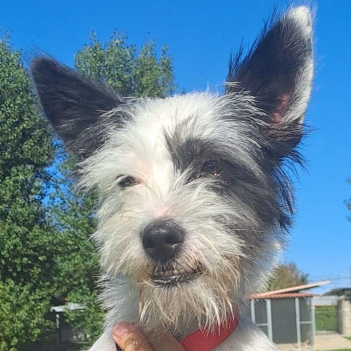 Foto di un cane che si chiama LAYKA