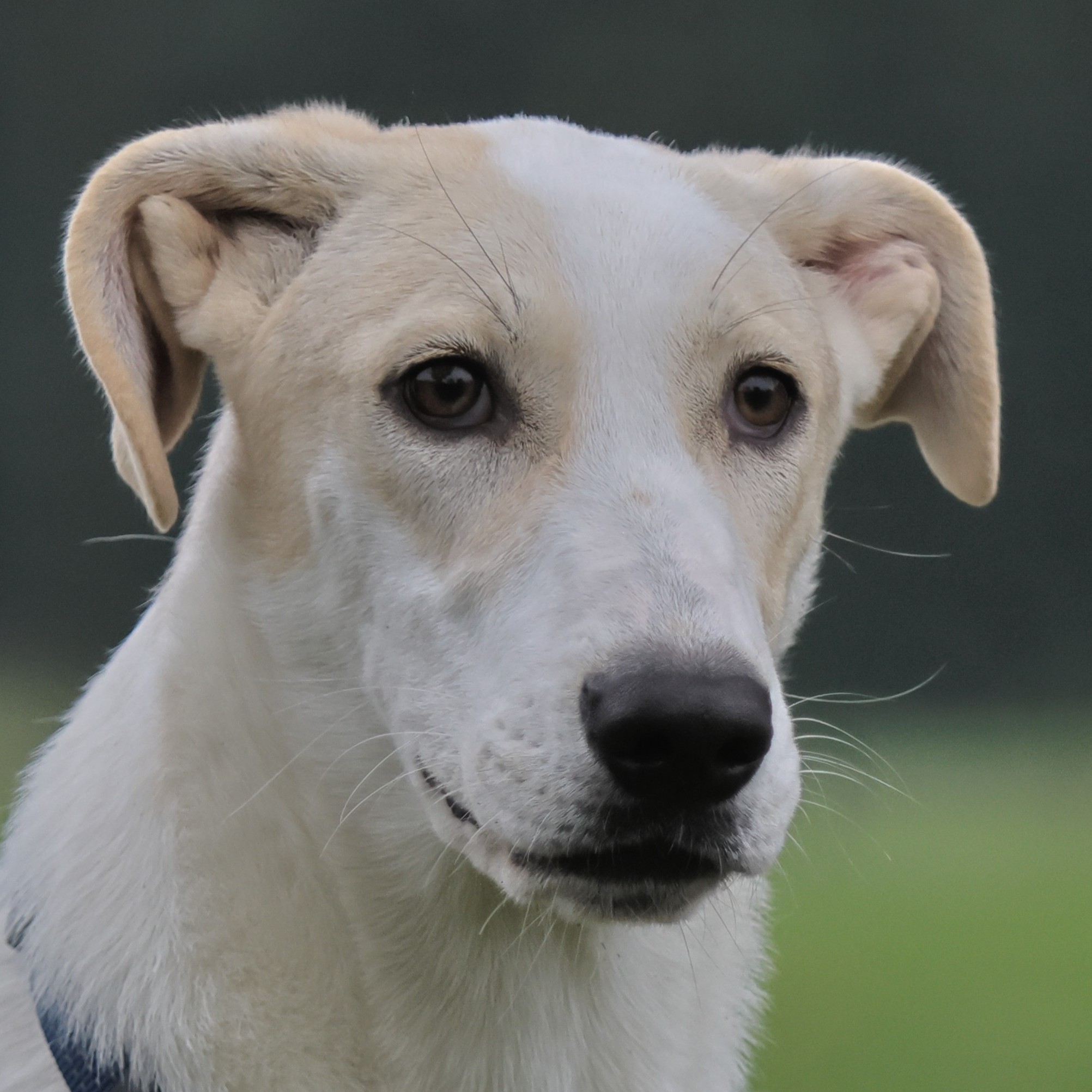Foto di un cane che si chiama WHITE