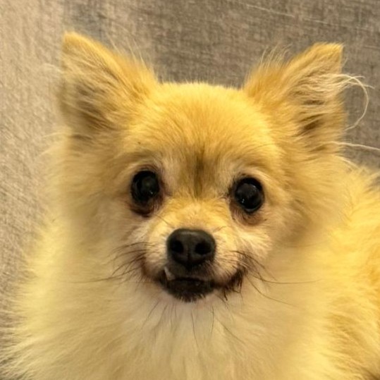 Foto di un cane che si chiama LUNA