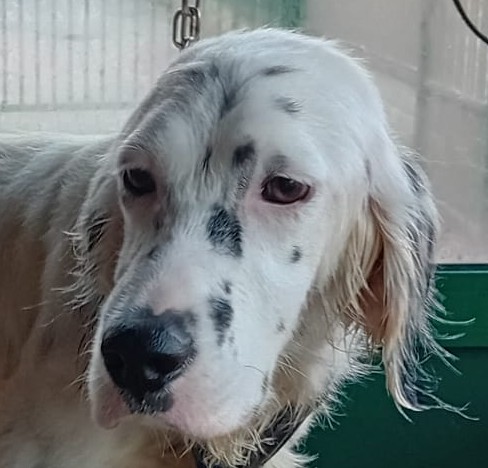 Foto di un cane che si chiama ARES