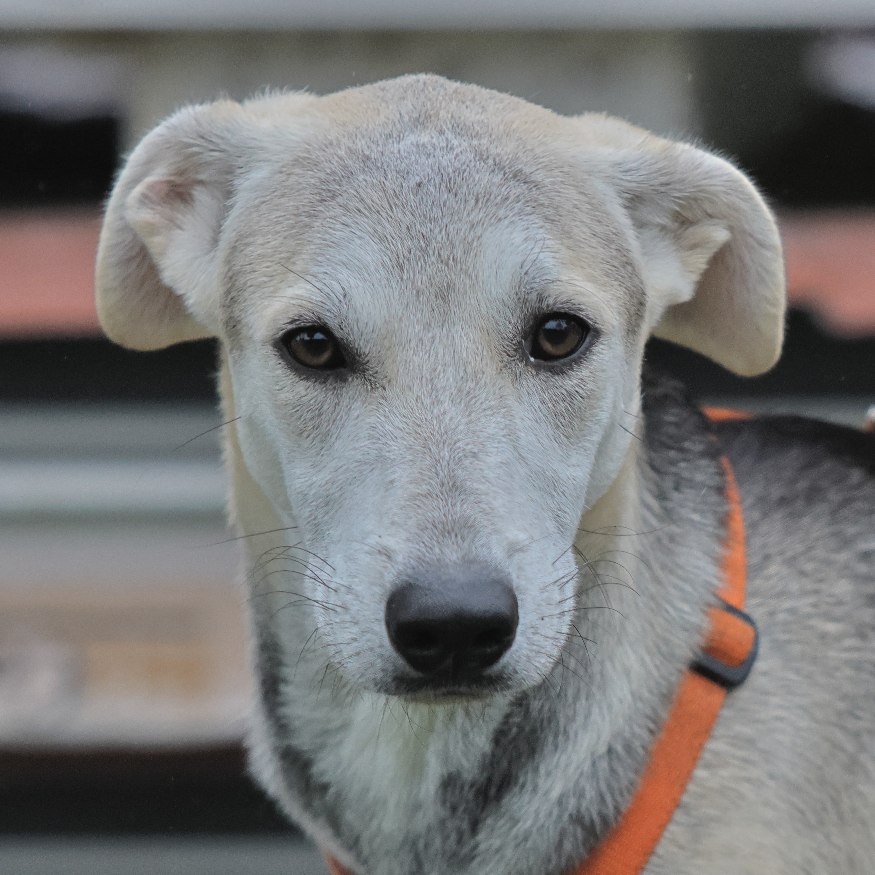 Foto di un cane che si chiama BABA