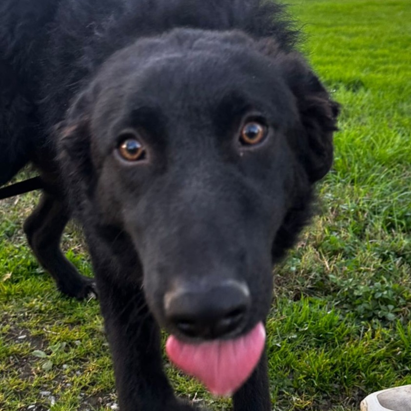 Foto di un cane che si chiama BIRBO