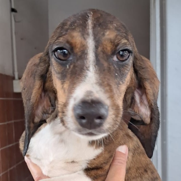 Foto di un cane che si chiama CAKE