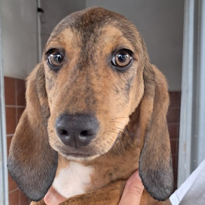 Foto di un cane che si chiama COOKIE