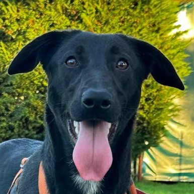 Foto di un cane che si chiama LILY