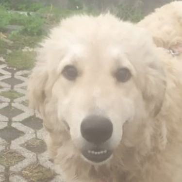 Foto di un cane che si chiama MELA