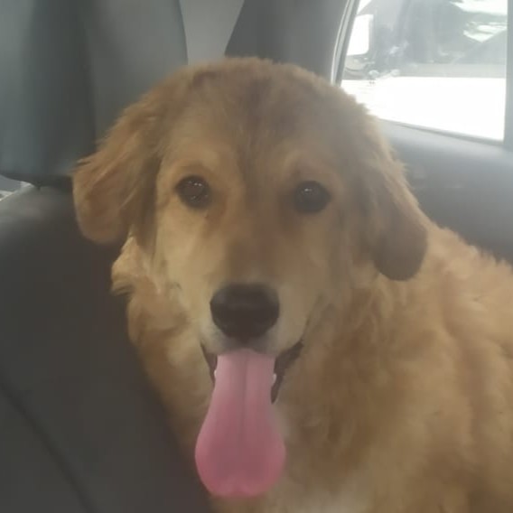 Foto di un cane che si chiama MOLLY