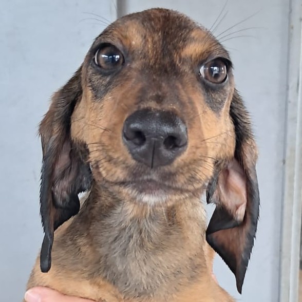 Foto di un cane che si chiama MUFFIN