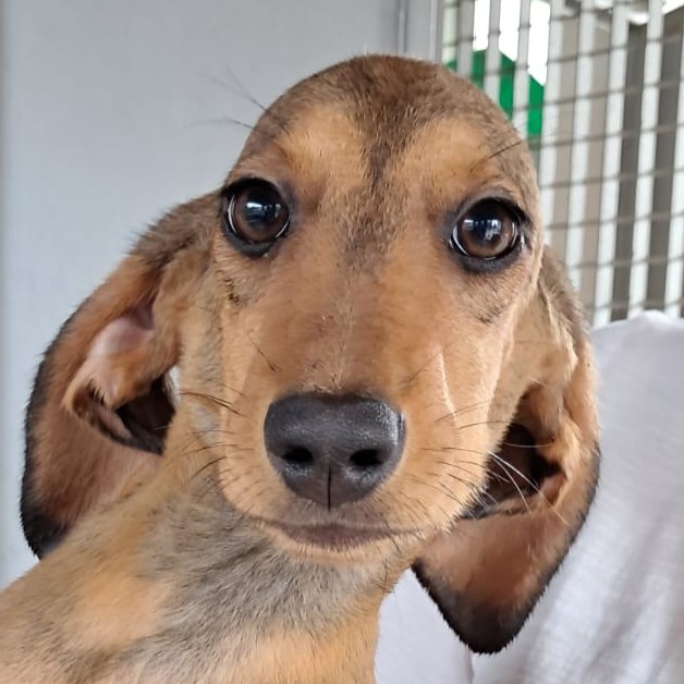 Foto di un cane che si chiama PRALINA