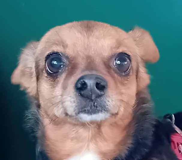 Foto di un cane che si chiama TITTY