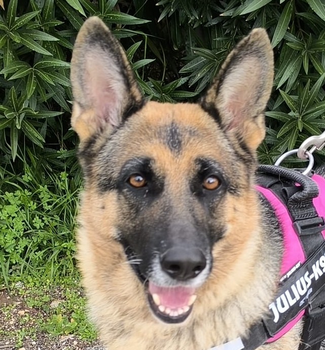 Foto di un cane che si chiama ZELDA