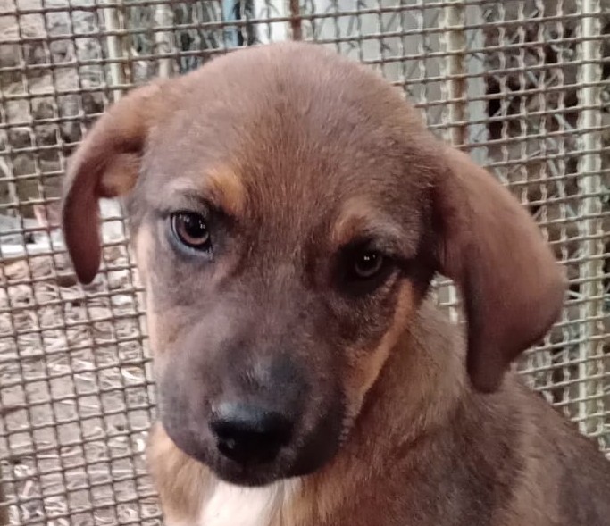 Foto di un cane che si chiama DASY