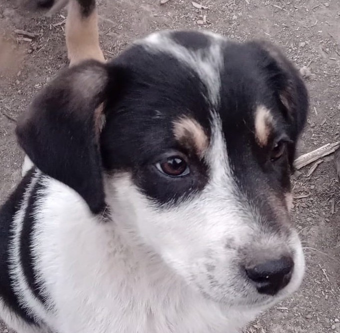 Foto di un cane che si chiama MURPHY