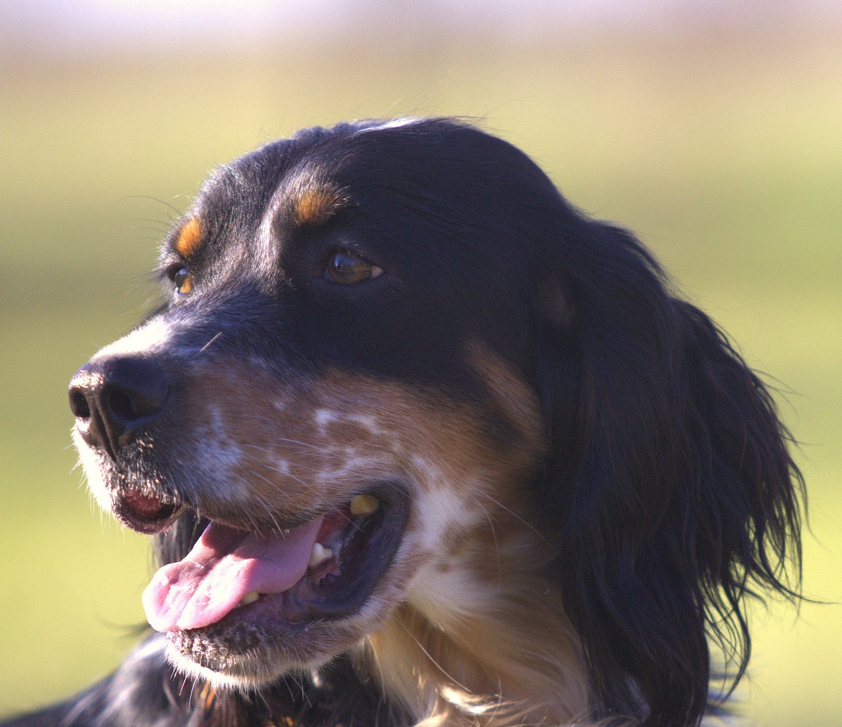 Foto di un cane che si chiama SOPHIE