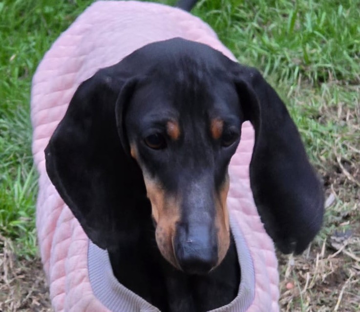 Foto di un cane che si chiama SAMARA