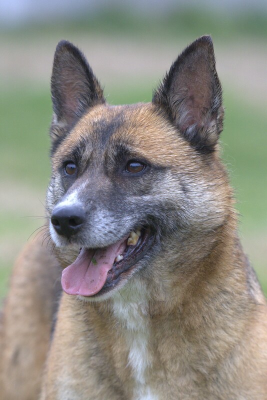 Foto di BAGHERA