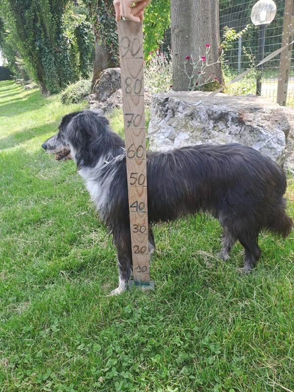 Foto di ZIGGY
