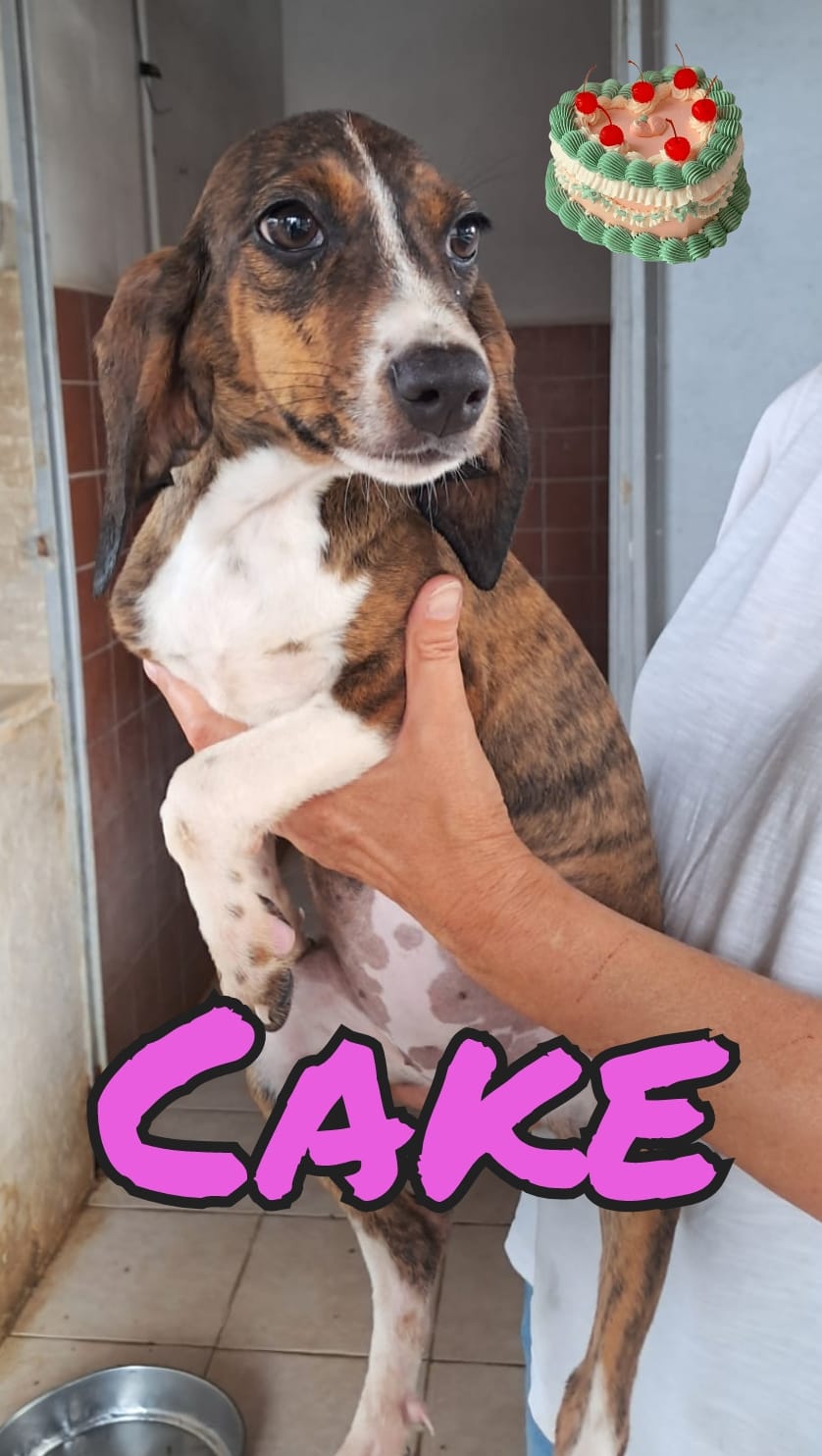 Foto di CAKE