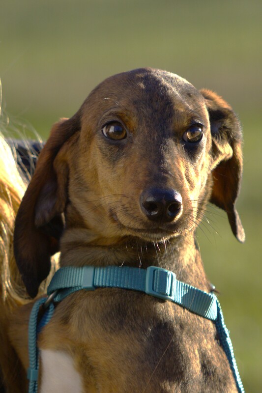 Foto di MUFFIN