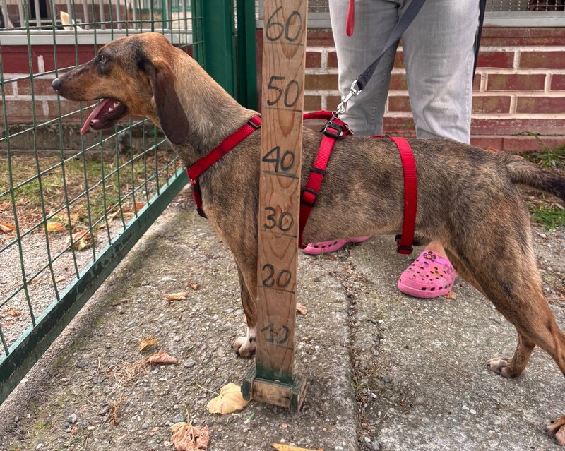 Foto di MUFFIN