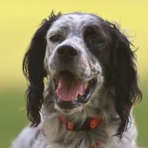 Foto di un cane che si chiama NANA