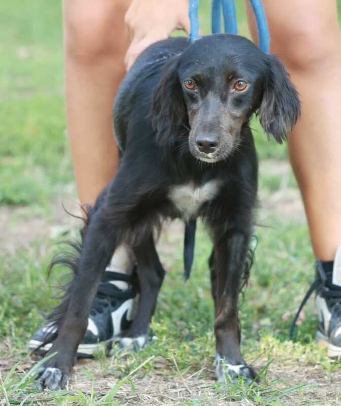 Foto di NERINA