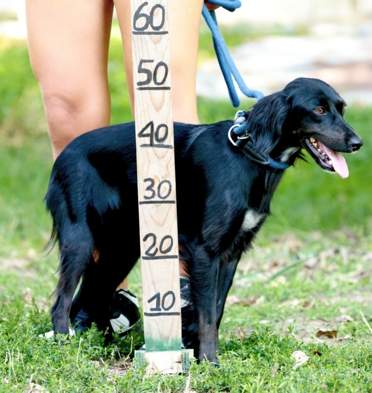 Foto di NERINA